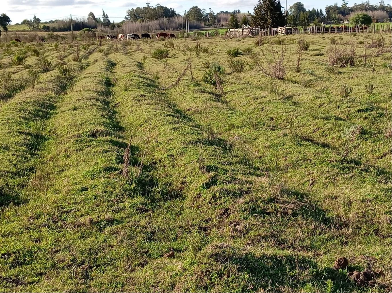 Chacra en Las Piedras, propiedad 243096 -Imagen 20