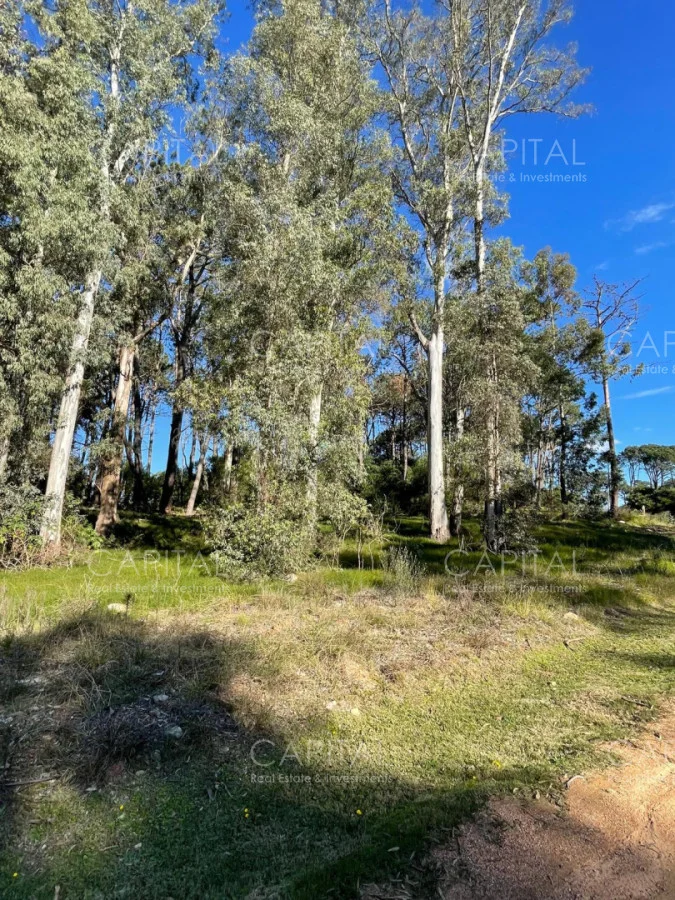 Terreno en Montoya, propiedad 277975 -Imagen 12
