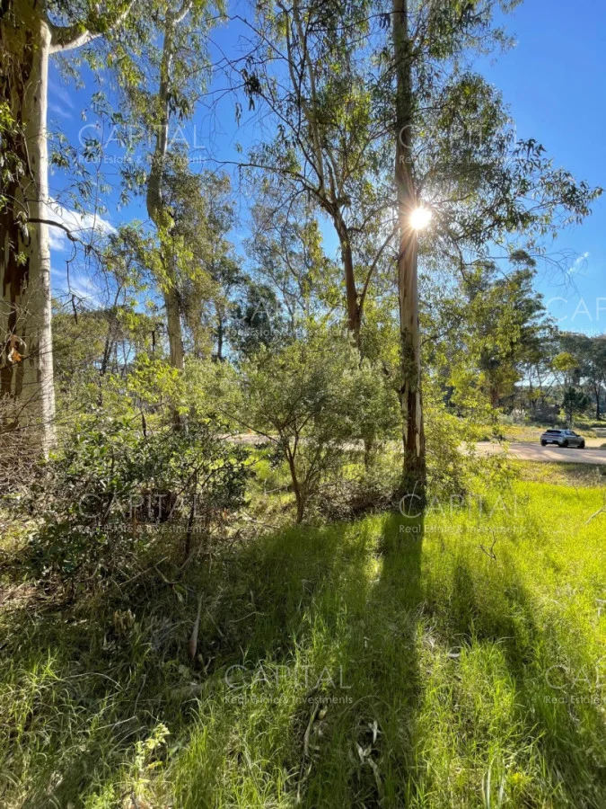 Terreno en Montoya, propiedad 277975 -Imagen 7