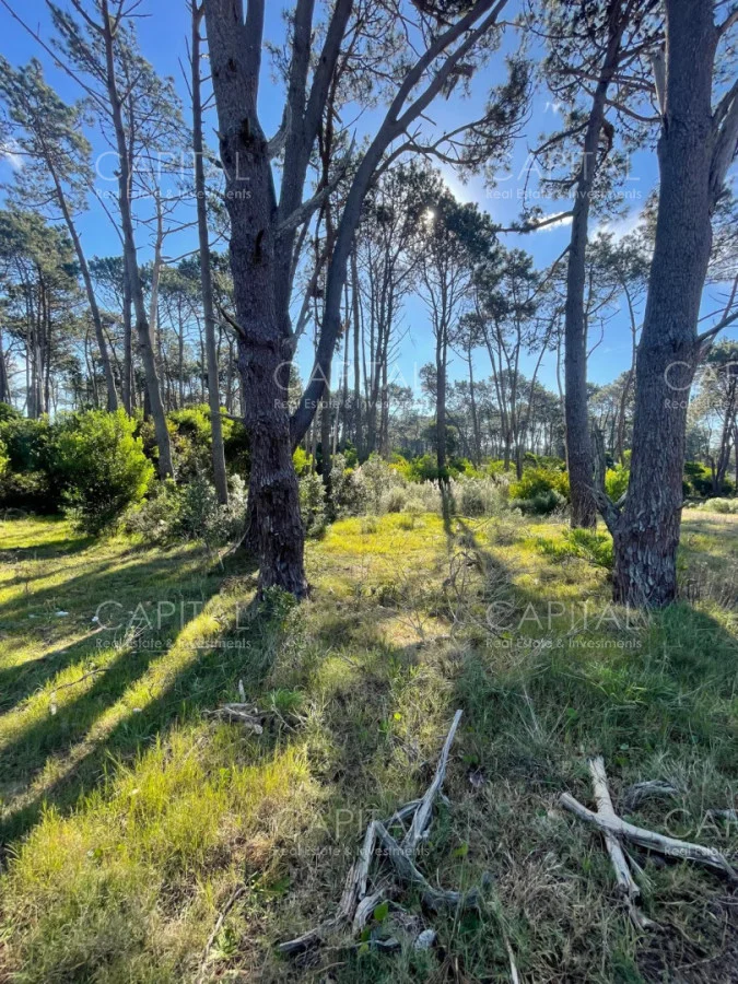 Terreno en Montoya, propiedad 278391 -Imagen 5