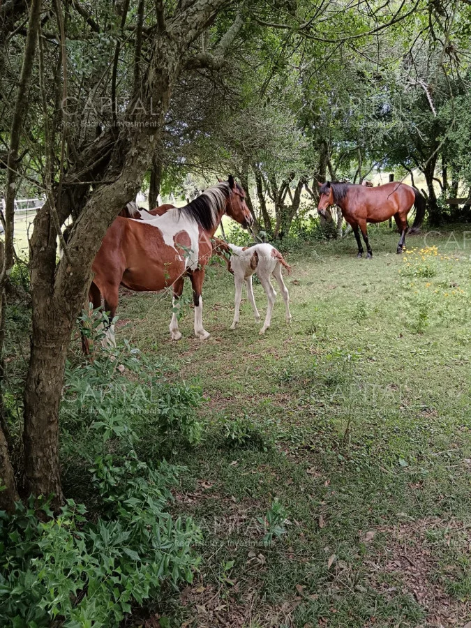 Chacra en Maldonado, propiedad 278898 -Imagen 5