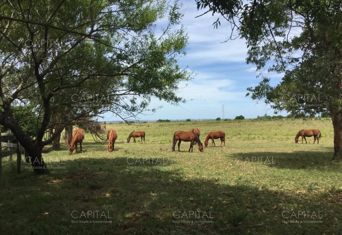 Chacra en Laguna del Sauce, propiedad 280184 -Imagen 3