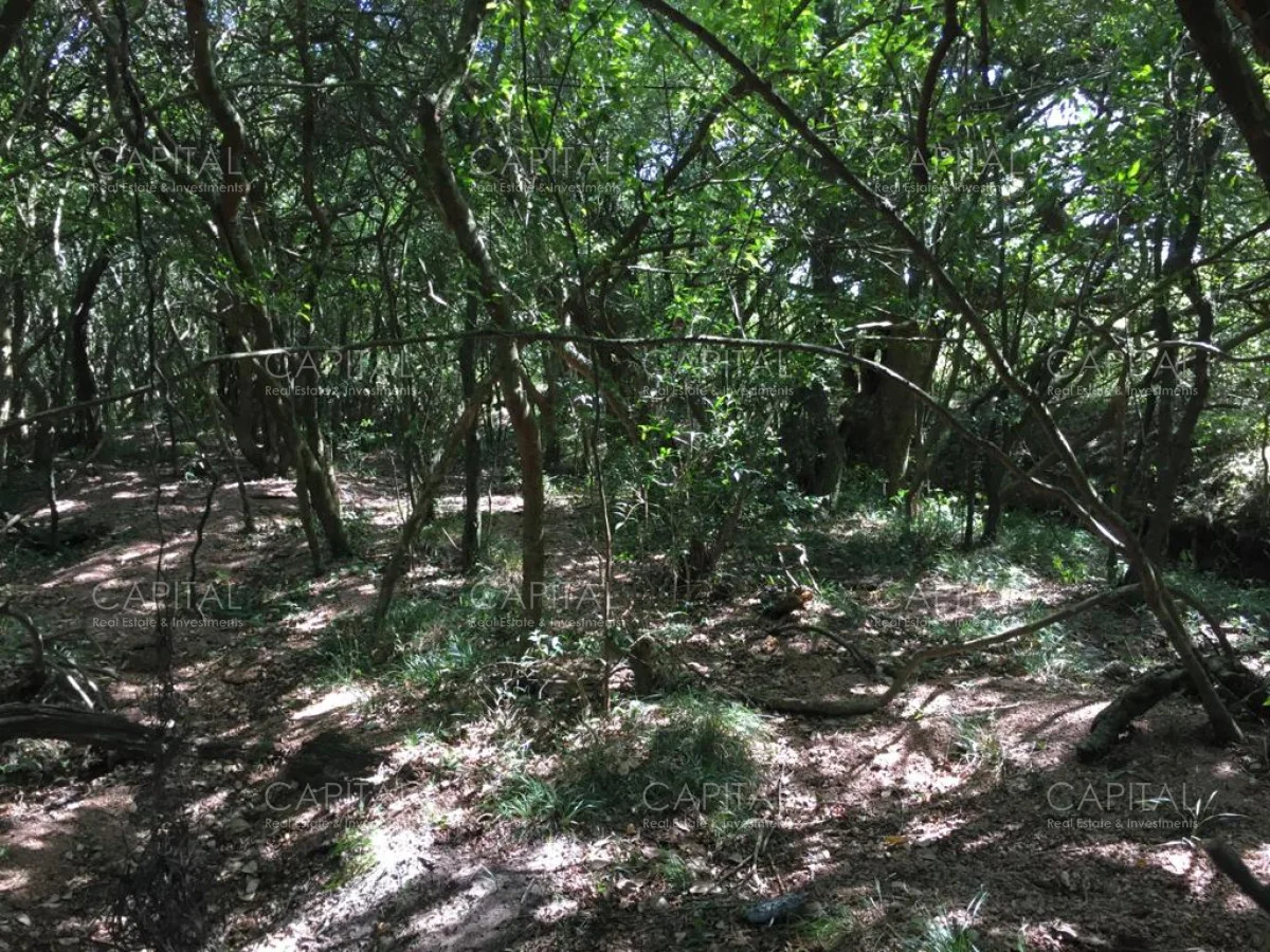 Chacra en Laguna del Sauce, propiedad 280184 -Imagen 6