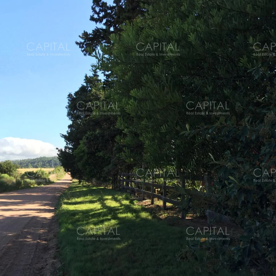 Chacra en Laguna del Sauce, propiedad 280184 -Imagen 7