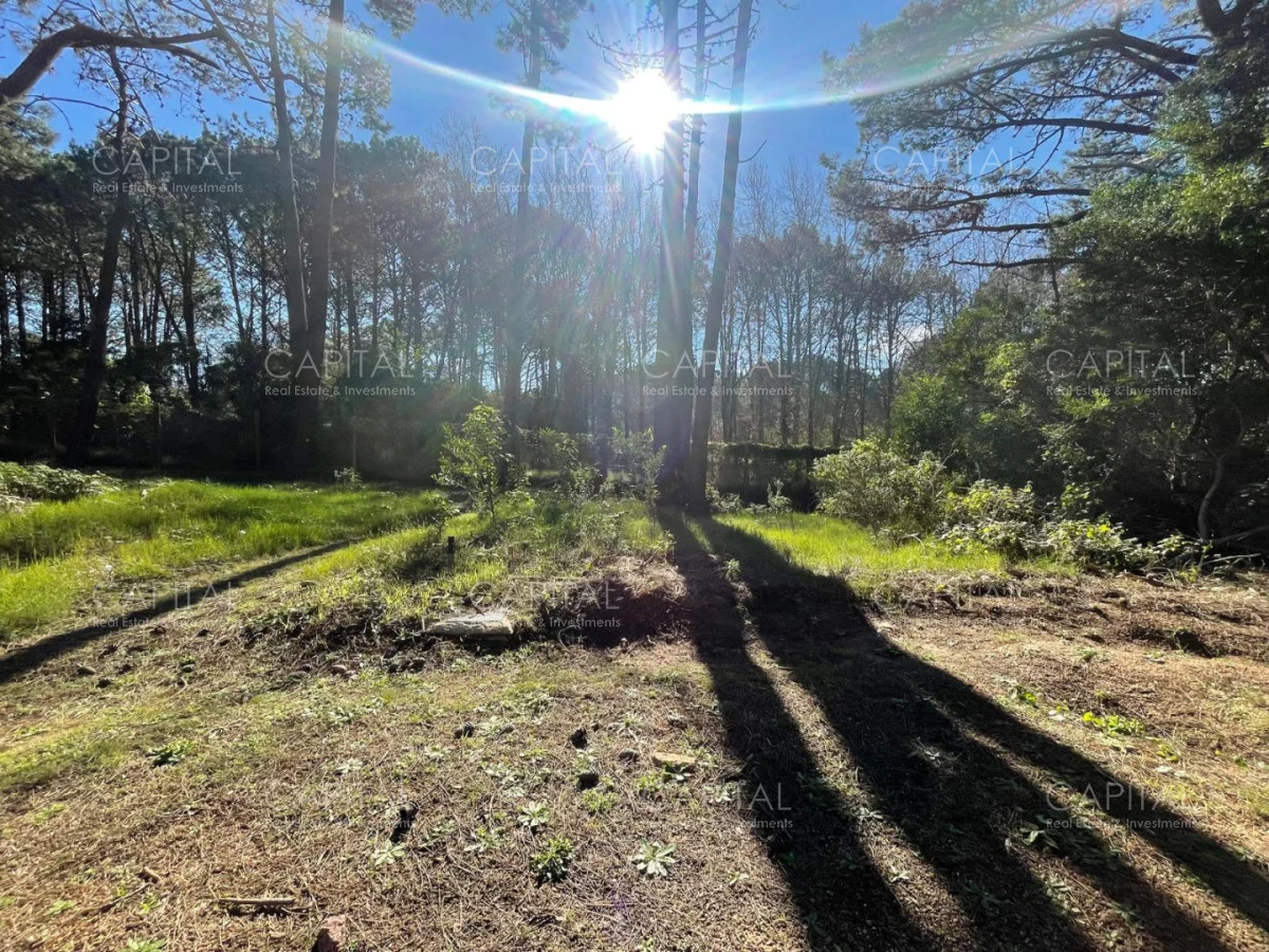 Terreno en Montoya, propiedad 280211 -Imagen 11