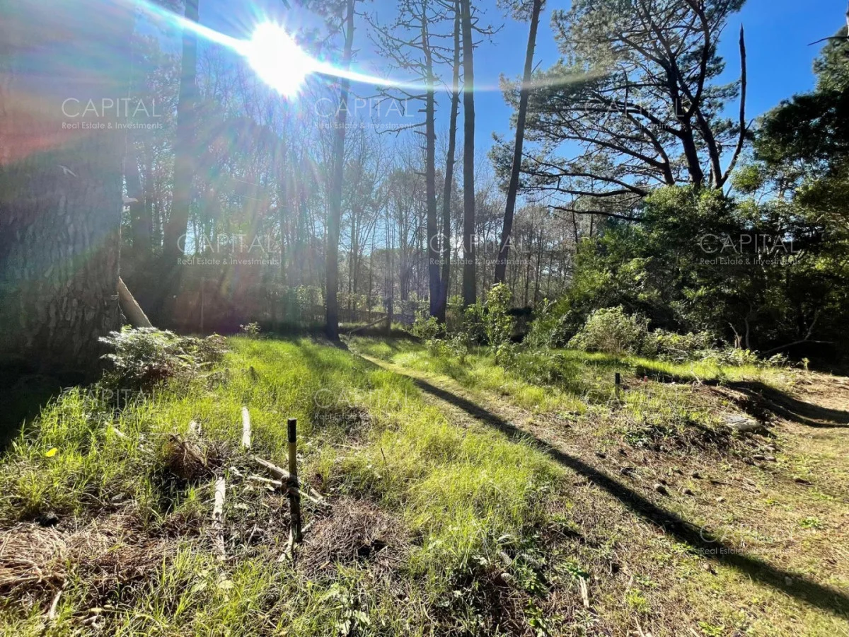 Terreno en Montoya, propiedad 280211 -Imagen 7