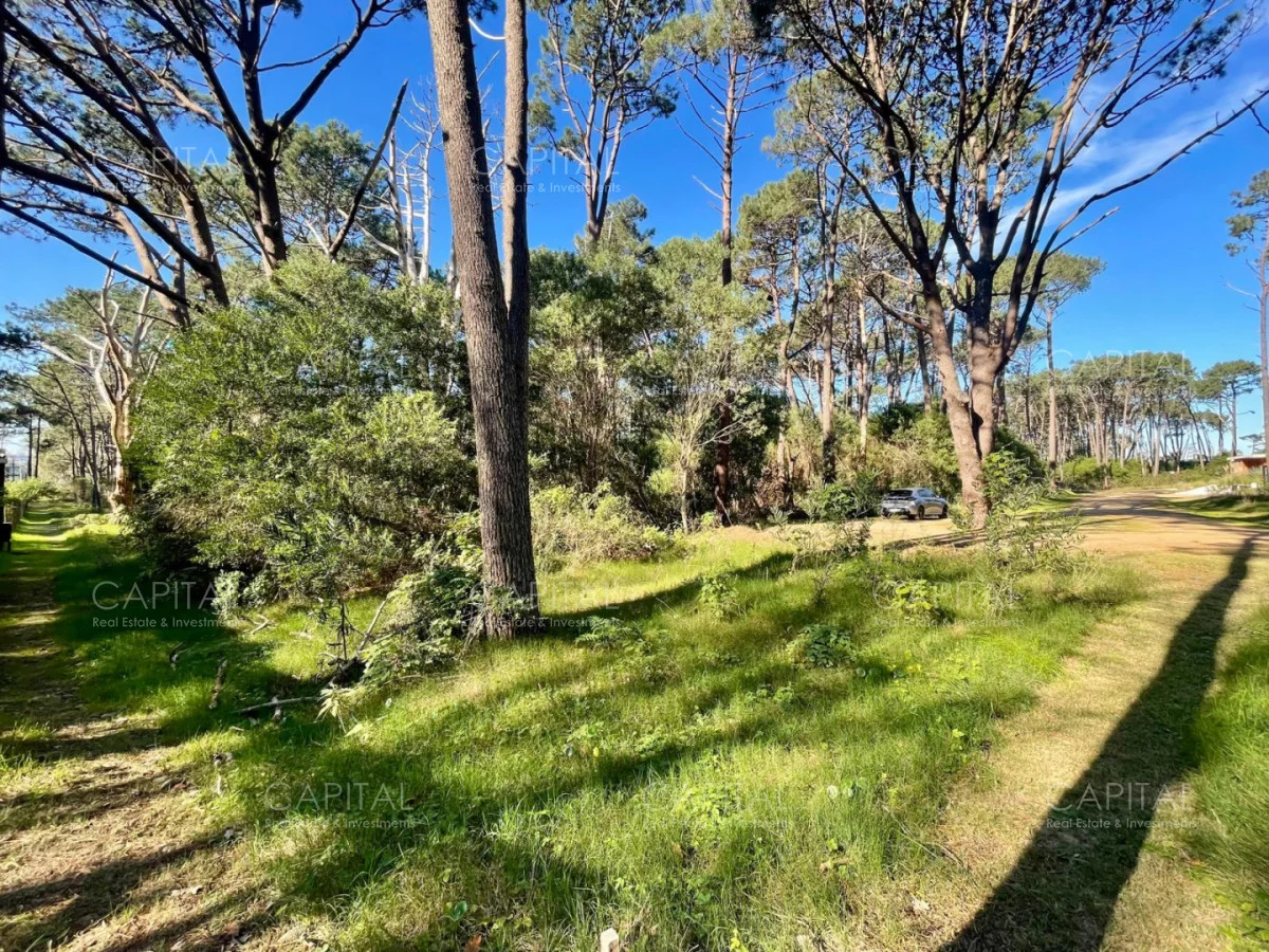 Terreno en Montoya, propiedad 280211 -Imagen 8