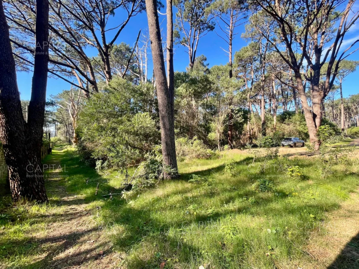 Terreno en Montoya, propiedad 280211 -Imagen 10