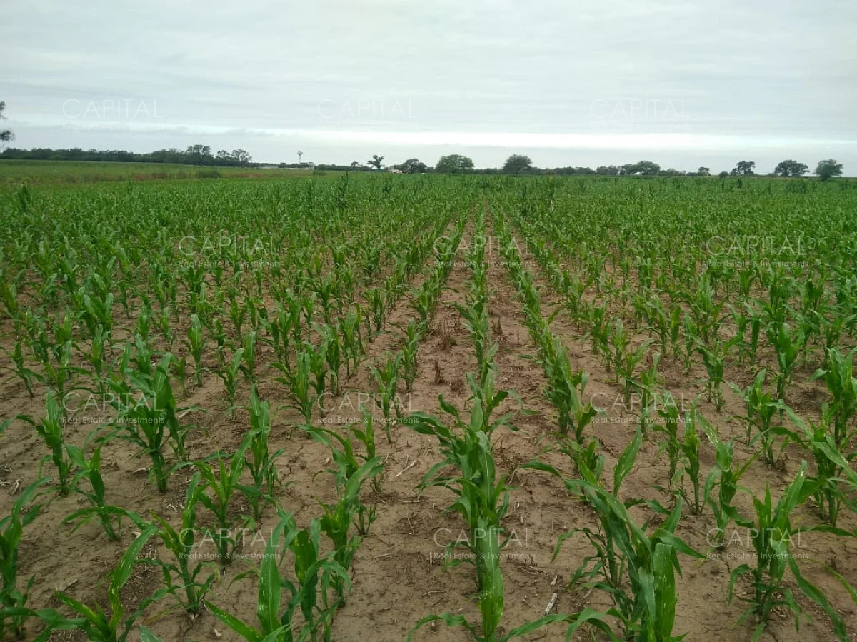 Campo en Maldonado, propiedad 281663 -Imagen 3
