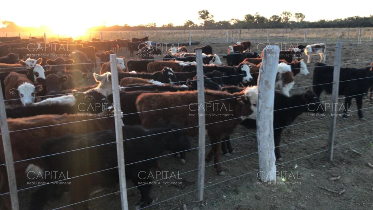 Campo en Maldonado, propiedad 281663 -Imagen 5