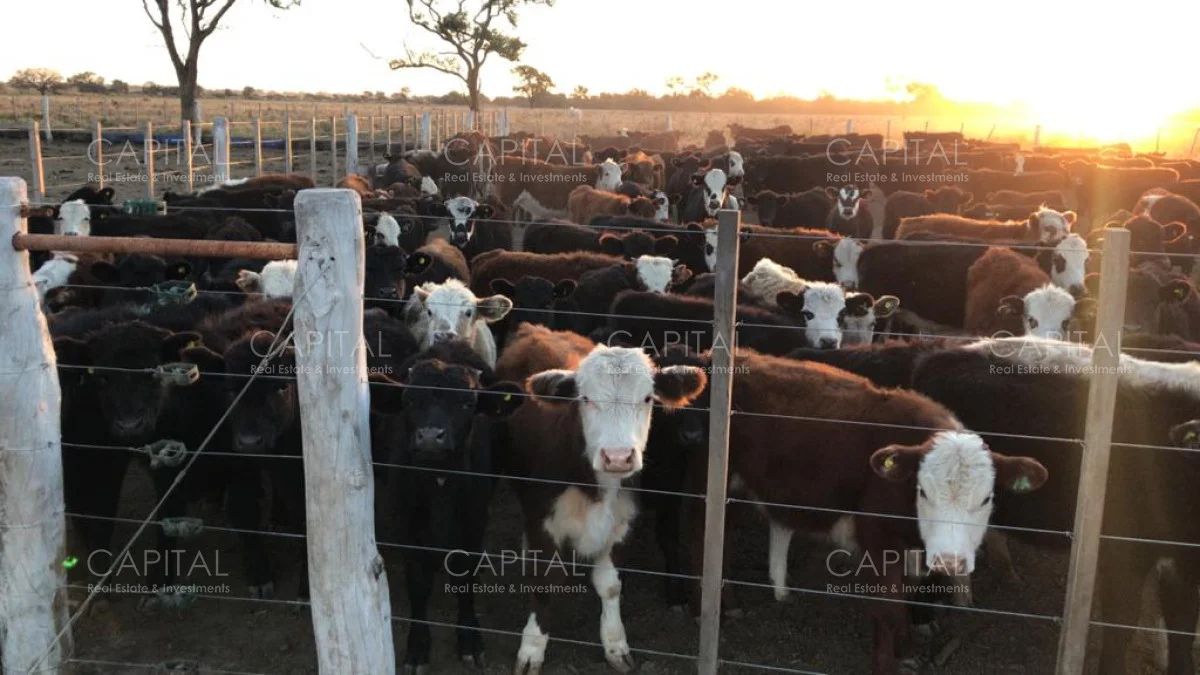 Campo en Maldonado, propiedad 281663 -Imagen 6
