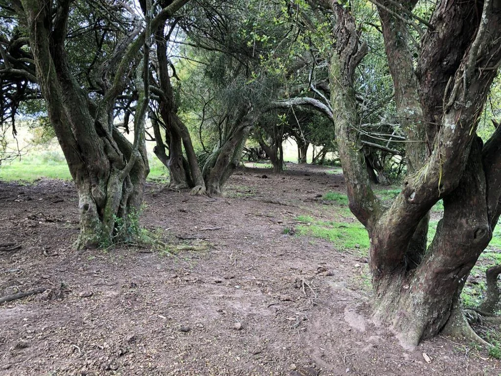 Chacra en San Carlos, propiedad 258389 -Imagen 12
