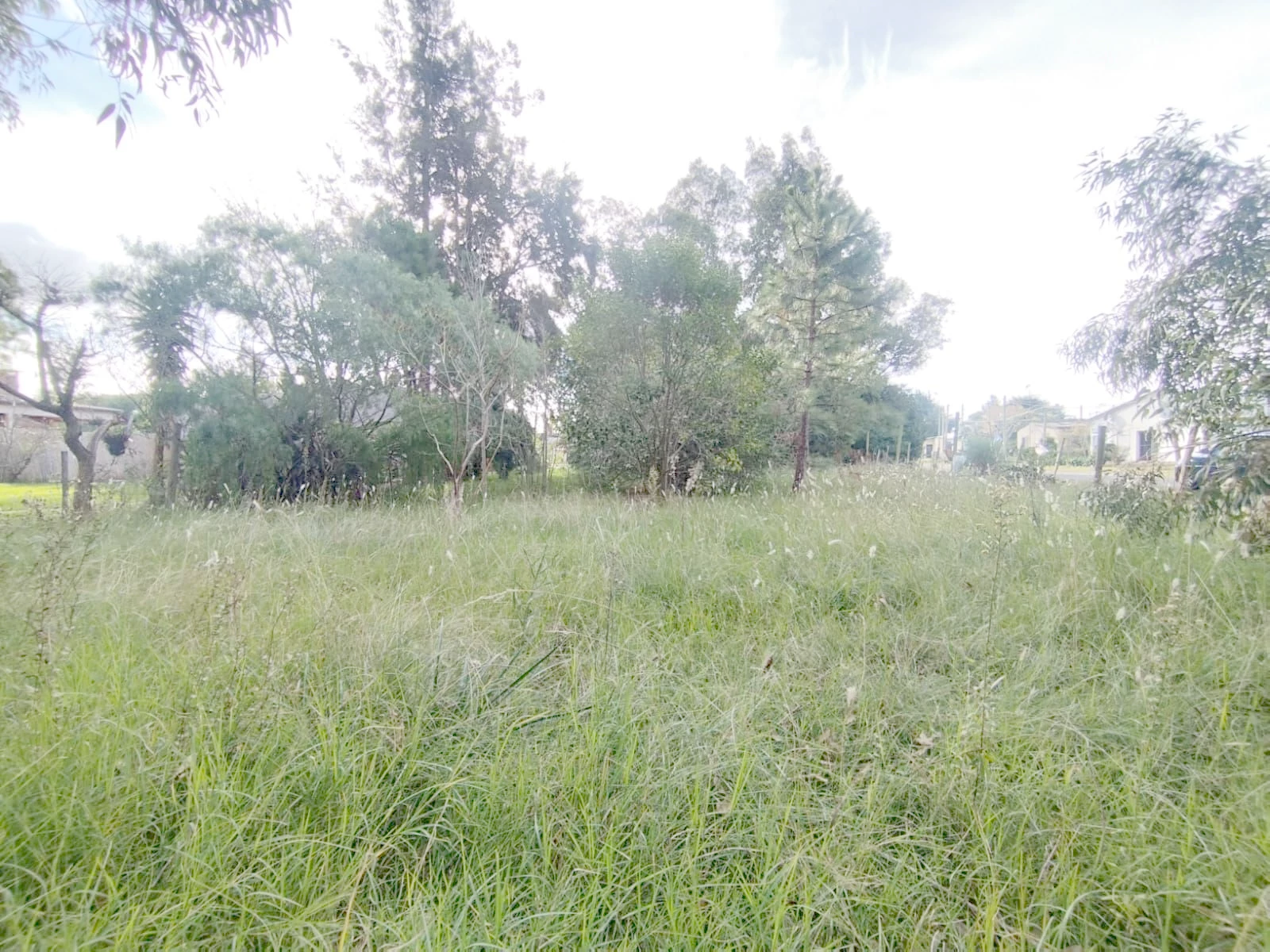 Terreno en Los Pinos, propiedad 271771 -Imagen 2