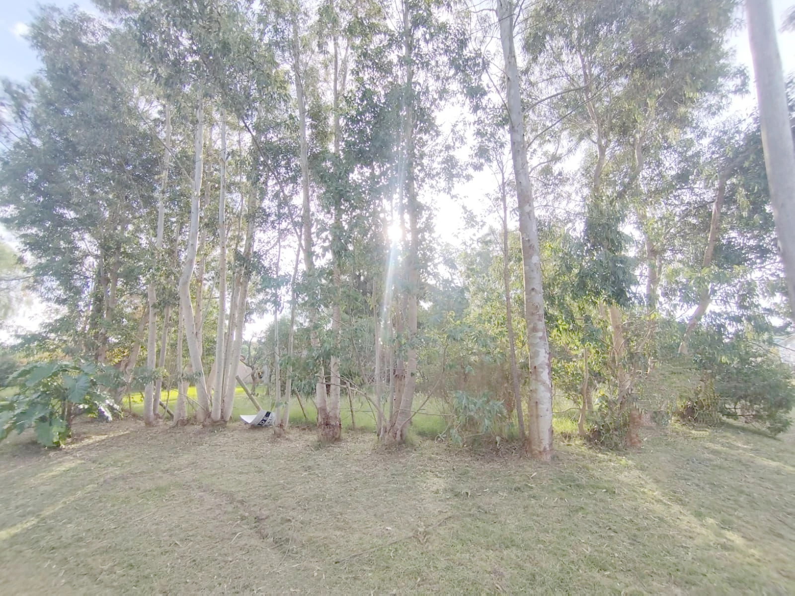 Terreno en Los Pinos, propiedad 271771 -Imagen 6