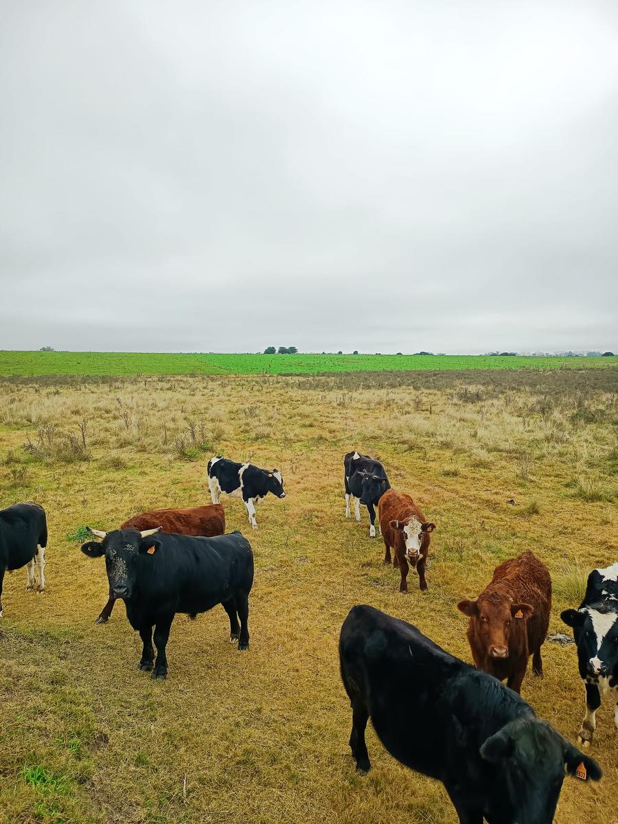 Campo en San José de Mayo, propiedad 272890 -Imagen 3