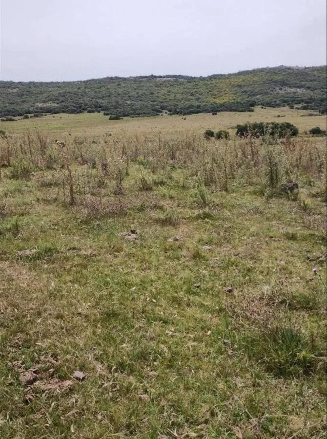 Chacra en Minas, propiedad 272979 -Imagen 15
