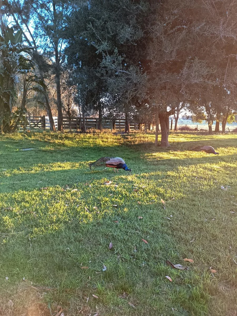 Campo en La Paloma, propiedad 274067 -Imagen 1