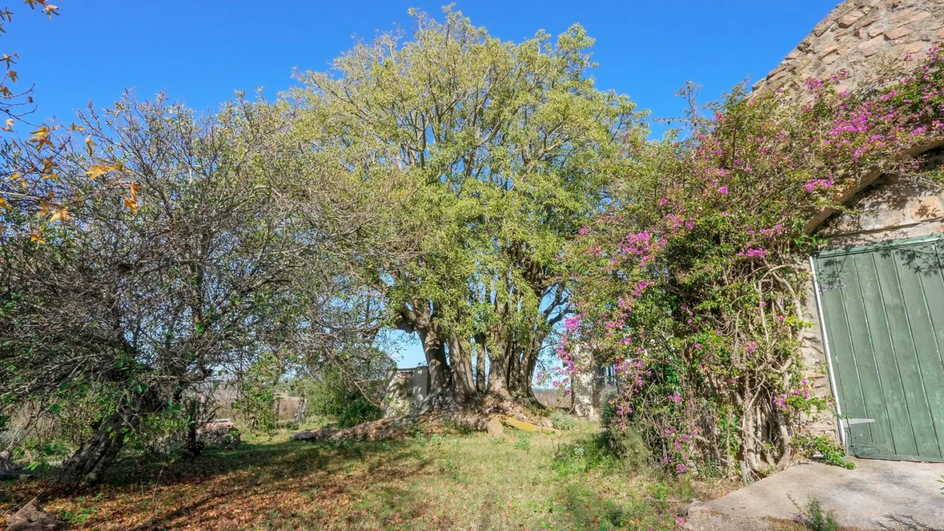 Chacra en Laguna del Sauce, propiedad 275066 -Imagen 13