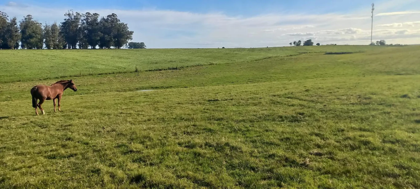 Campo en Rocha, propiedad 286205 -Imagen 7