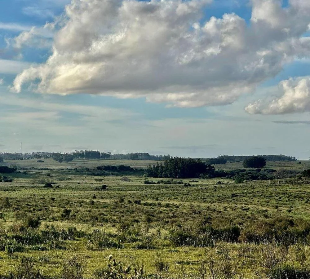 Chacra en Punta del Este, propiedad 291828 -Imagen 4