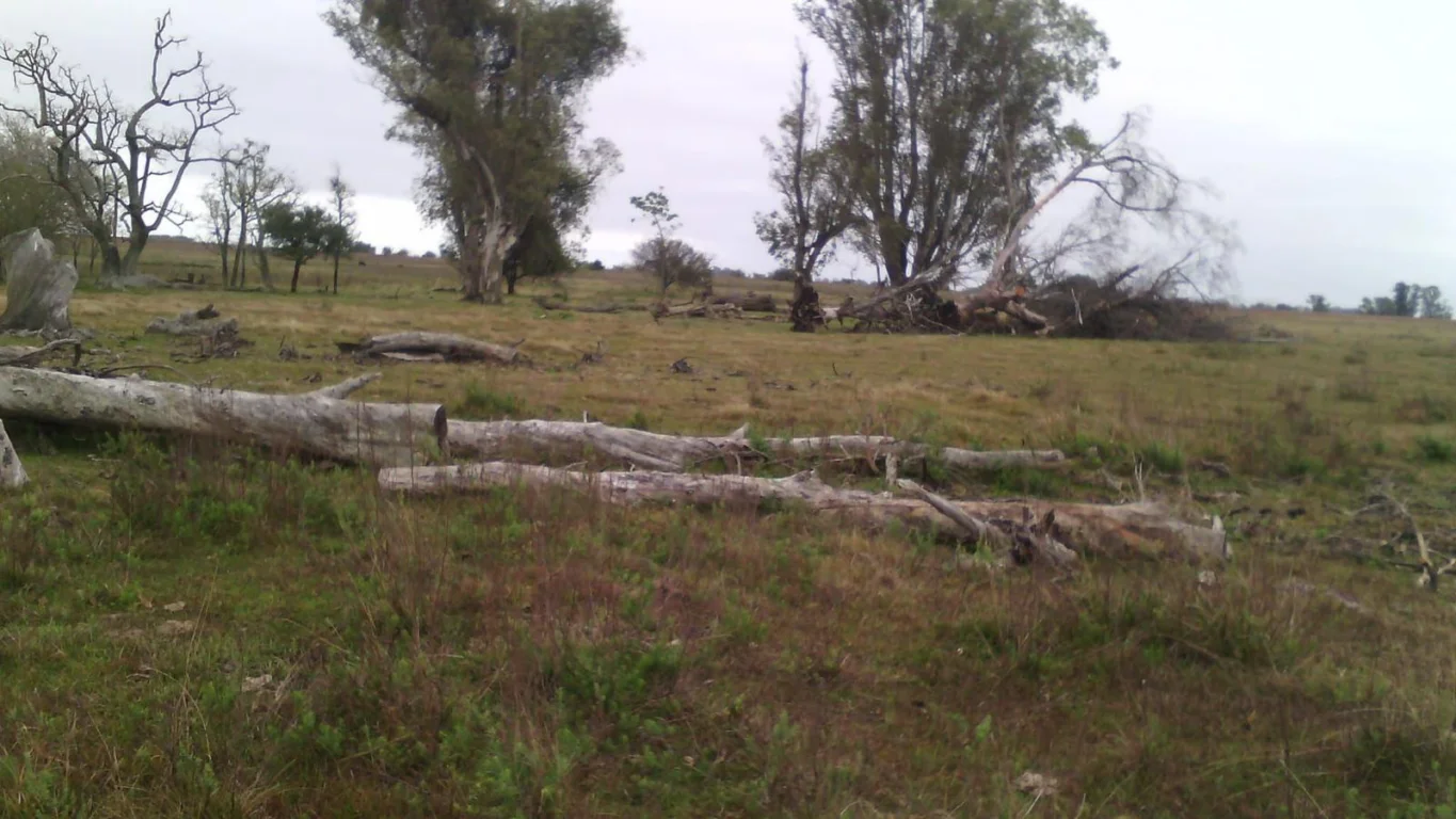 Campo en Salto, propiedad 293309 -Imagen 12