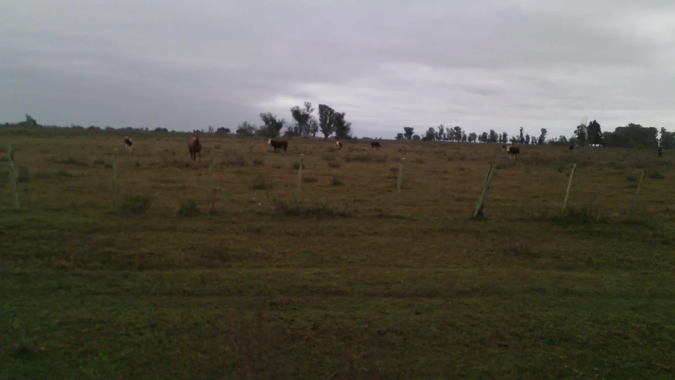 Campo en Salto, propiedad 293309 -Imagen 3