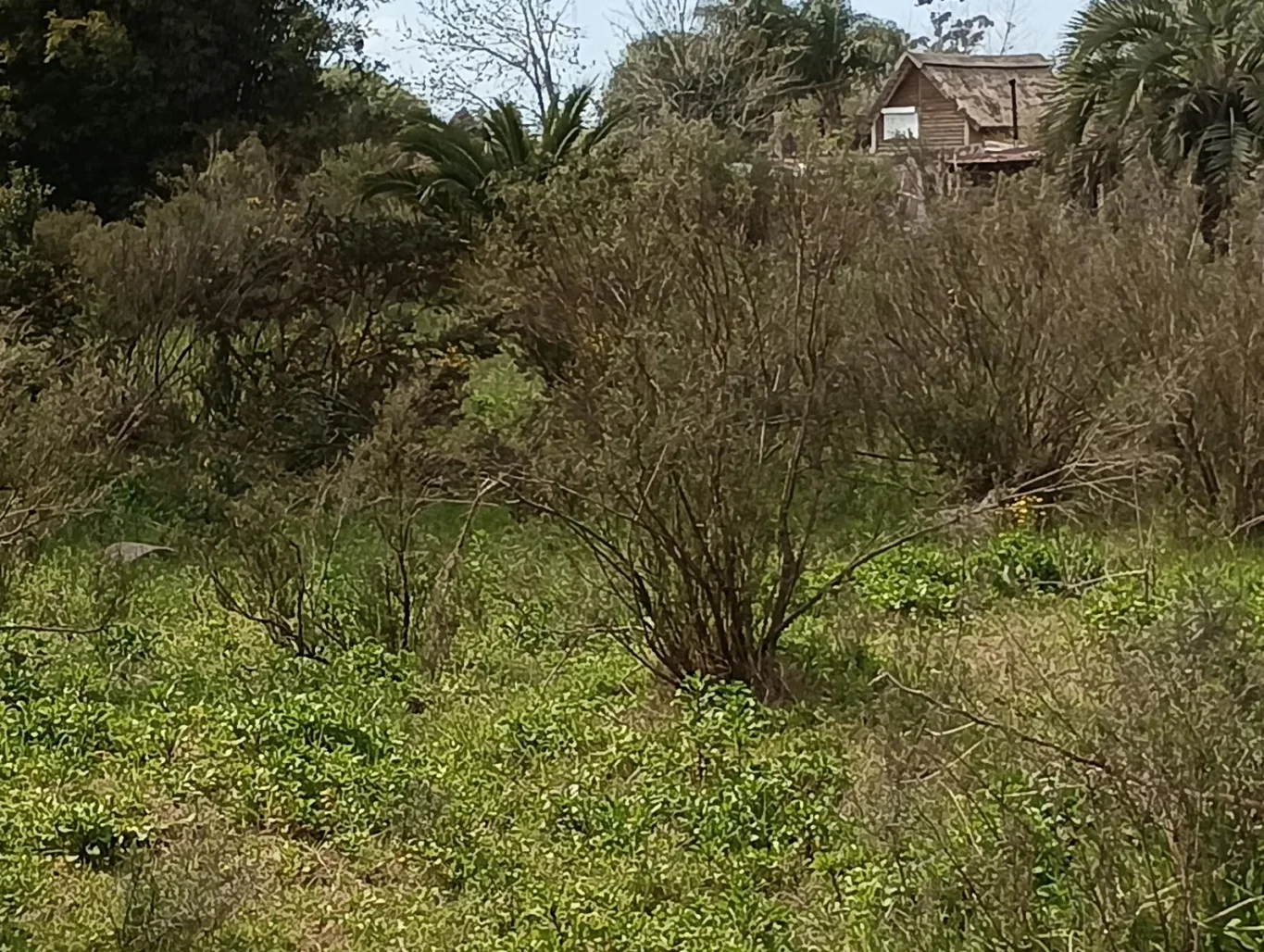 Terreno en Rocha, propiedad 294438 -Imagen 4