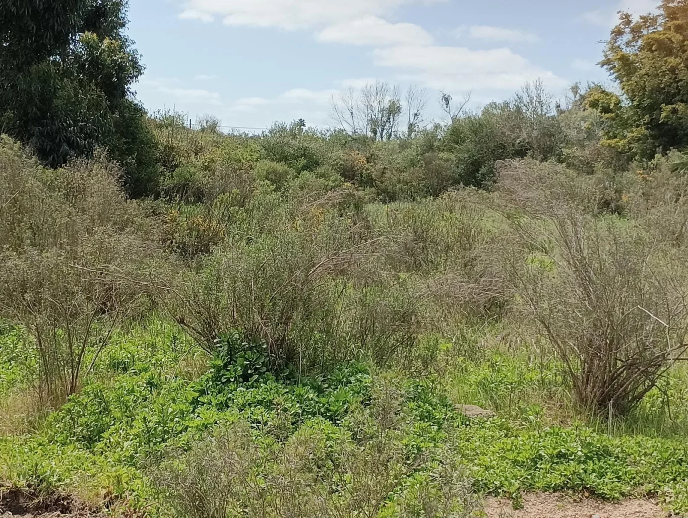 Terreno en Rocha, propiedad 294438 -Imagen 10