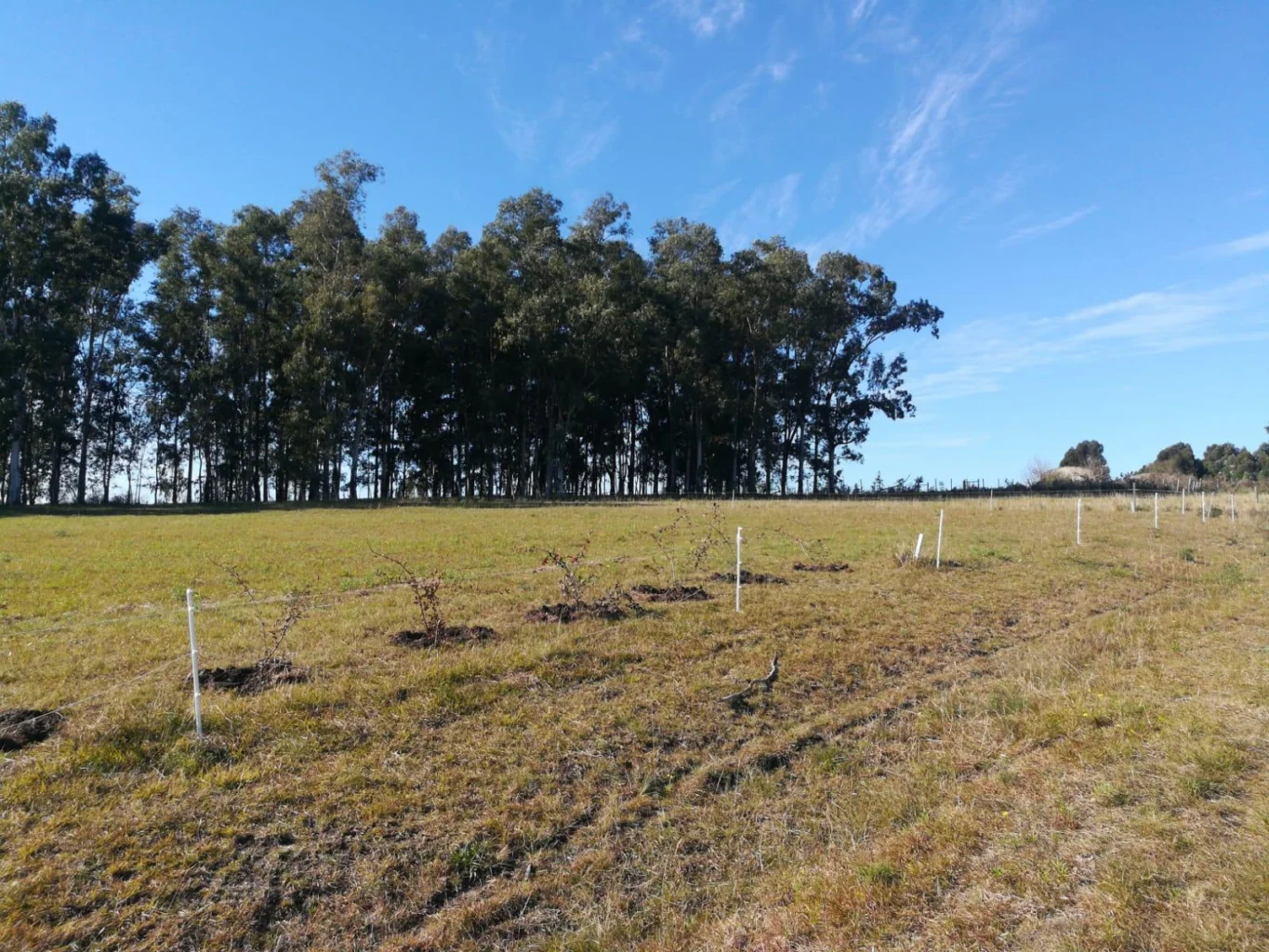 Terreno en Colonia del Sacramento, propiedad 295009 -Imagen 1