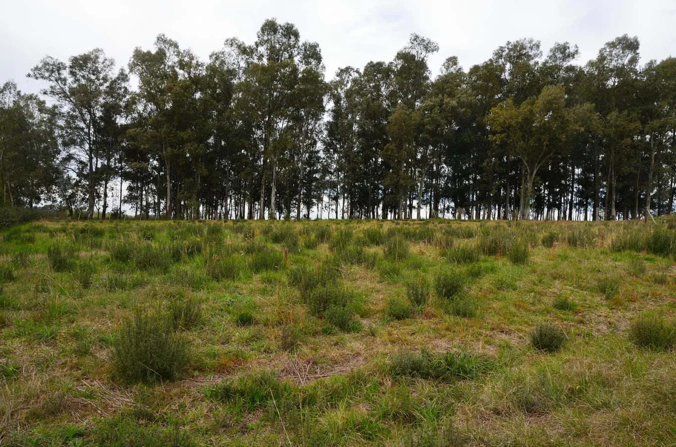 Terreno en Colonia del Sacramento, propiedad 295009 -Imagen 11