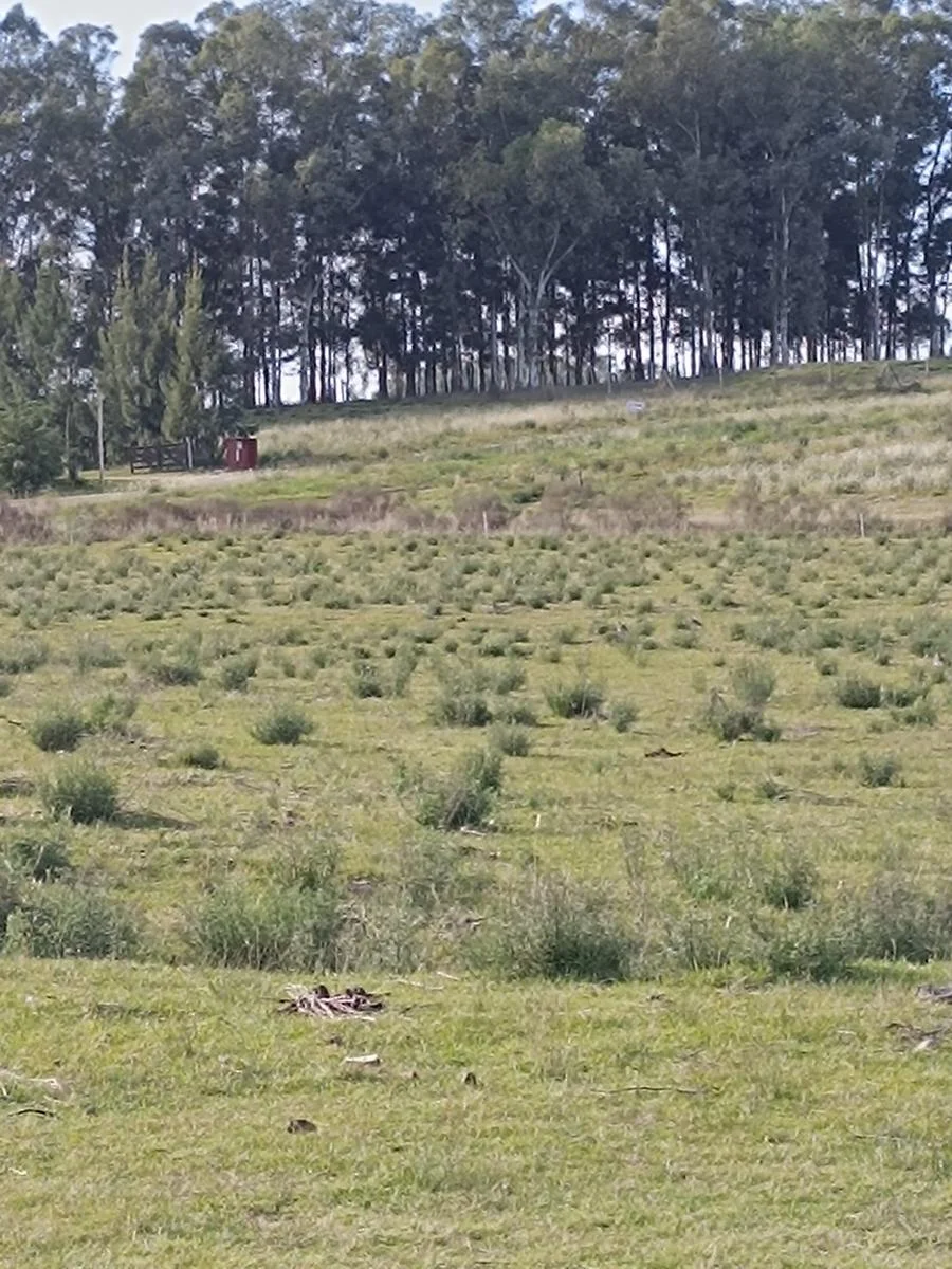 Terreno en Colonia del Sacramento, propiedad 295009 -Imagen 4