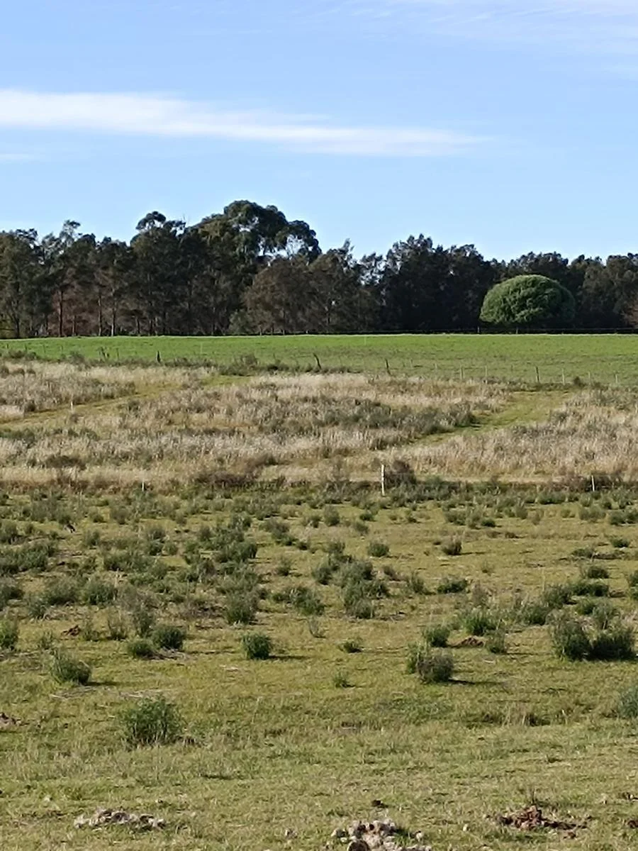 Terreno en Colonia del Sacramento, propiedad 295009 -Imagen 5