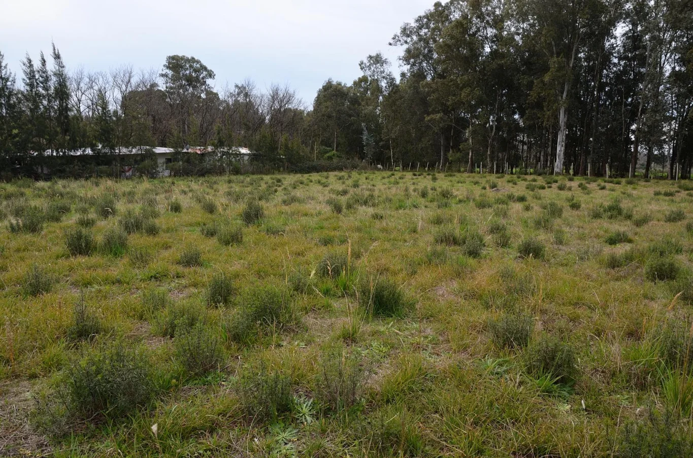 Terreno en Colonia del Sacramento, propiedad 295009 -Imagen 7