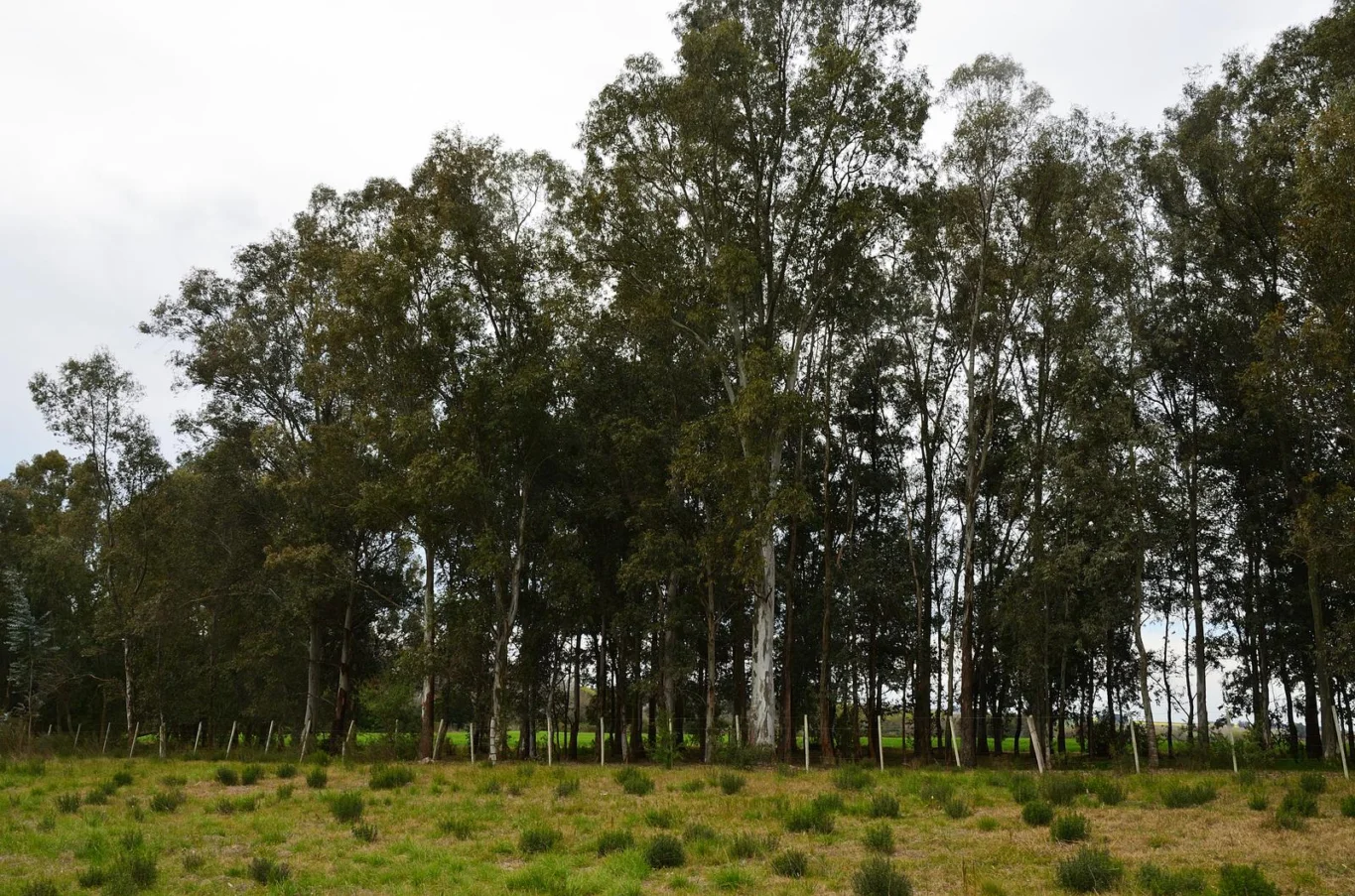 Terreno en Colonia del Sacramento, propiedad 295009 -Imagen 9