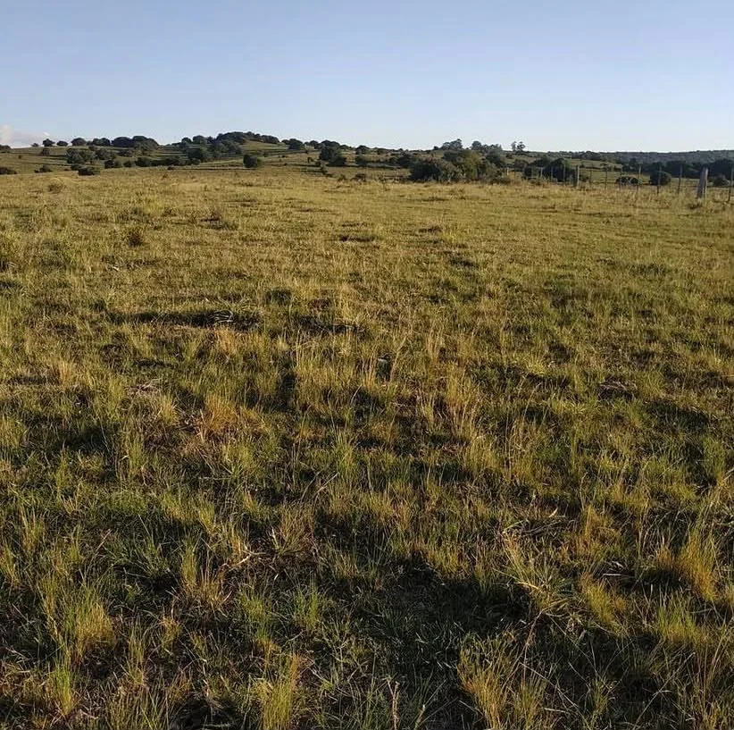 Campo en San Carlos, propiedad 295725 -Imagen 2