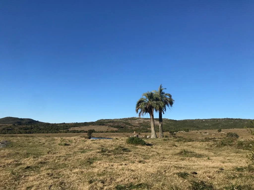 Campo en San Carlos, propiedad 295725 -Imagen 4