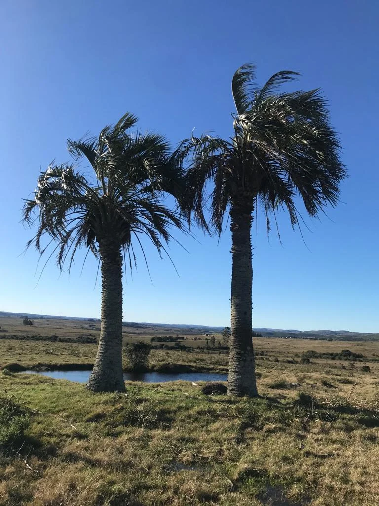 Campo en San Carlos, propiedad 295725 -Imagen 6