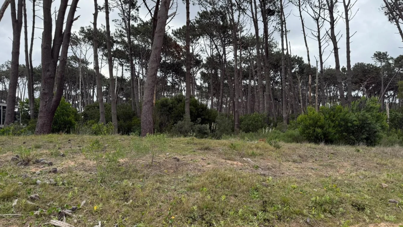 Terreno en Montoya, propiedad 303297 -Imagen 6