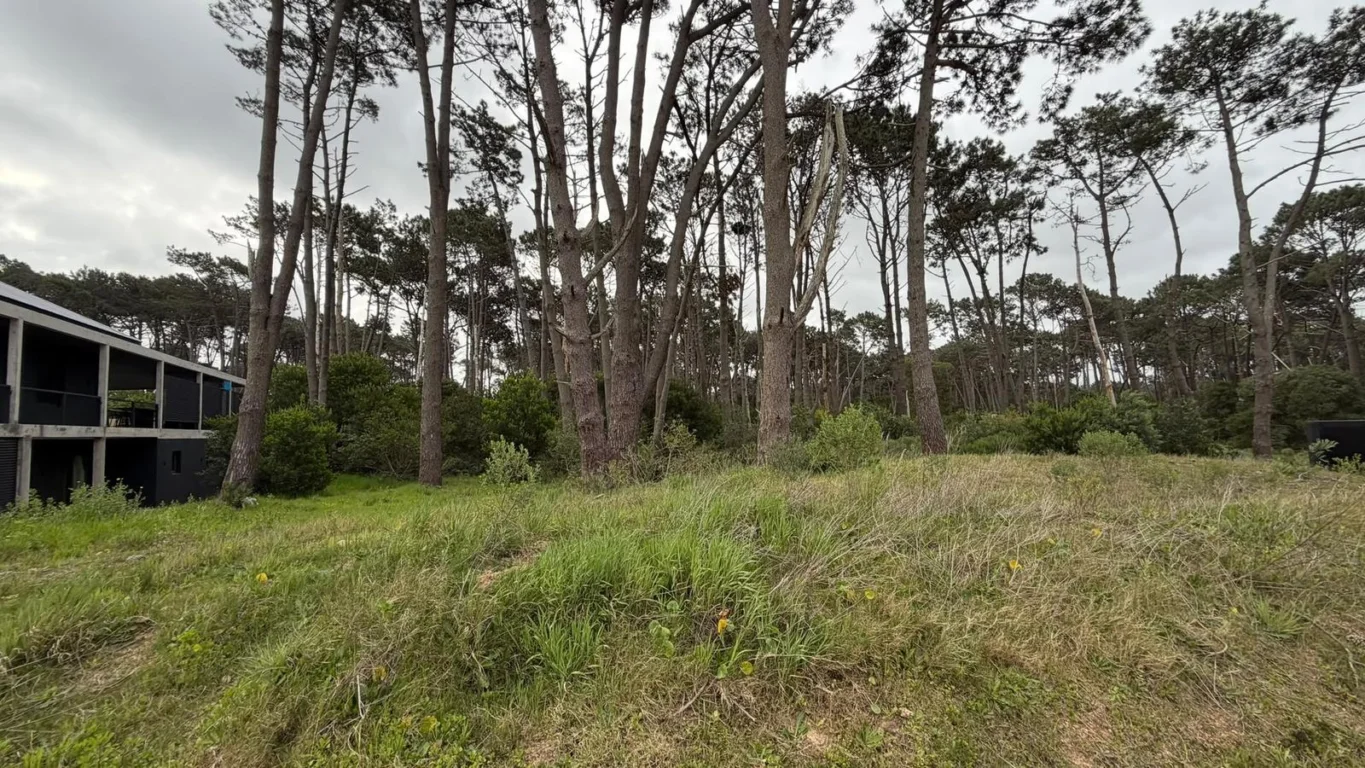 Terreno en Montoya, propiedad 303297 -Imagen 7