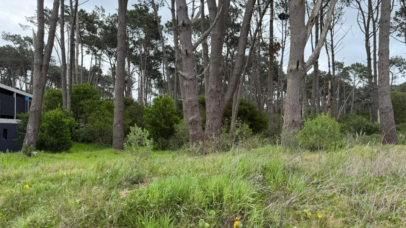 Terreno en Montoya, propiedad 303297 -Imagen 9