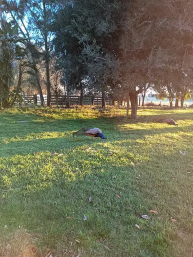 imagen  de la propiedad 274067
