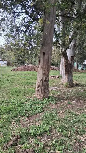 imagen  de la propiedad 301464