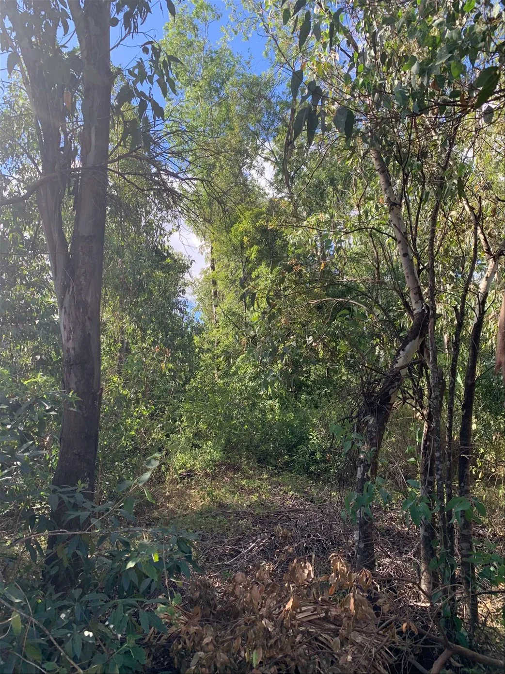 Terreno en Bella Vista, propiedad 253479 -Imagen 13