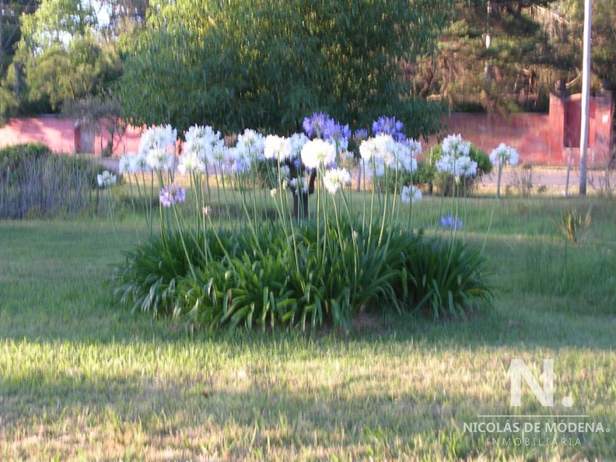Chacra en Punta Ballena, propiedad 40111 -Imagen 4