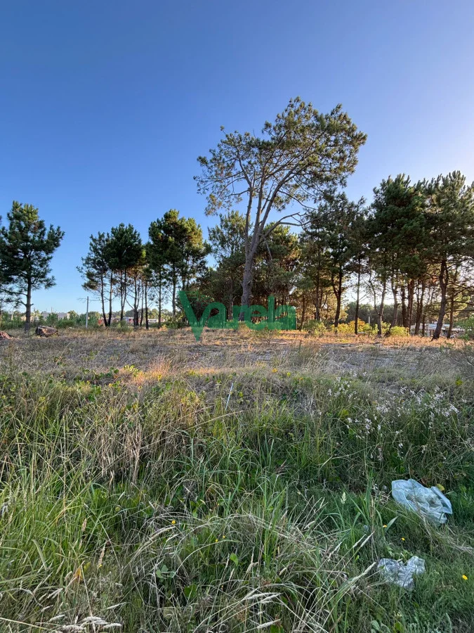 Terreno en El Pinar, propiedad 203705 -Imagen 8