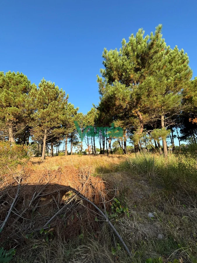Terreno en El Pinar, propiedad 203705 -Imagen 9