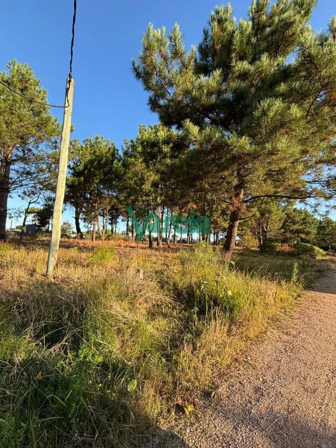 Terreno en El Pinar, propiedad 203705 -Imagen 10