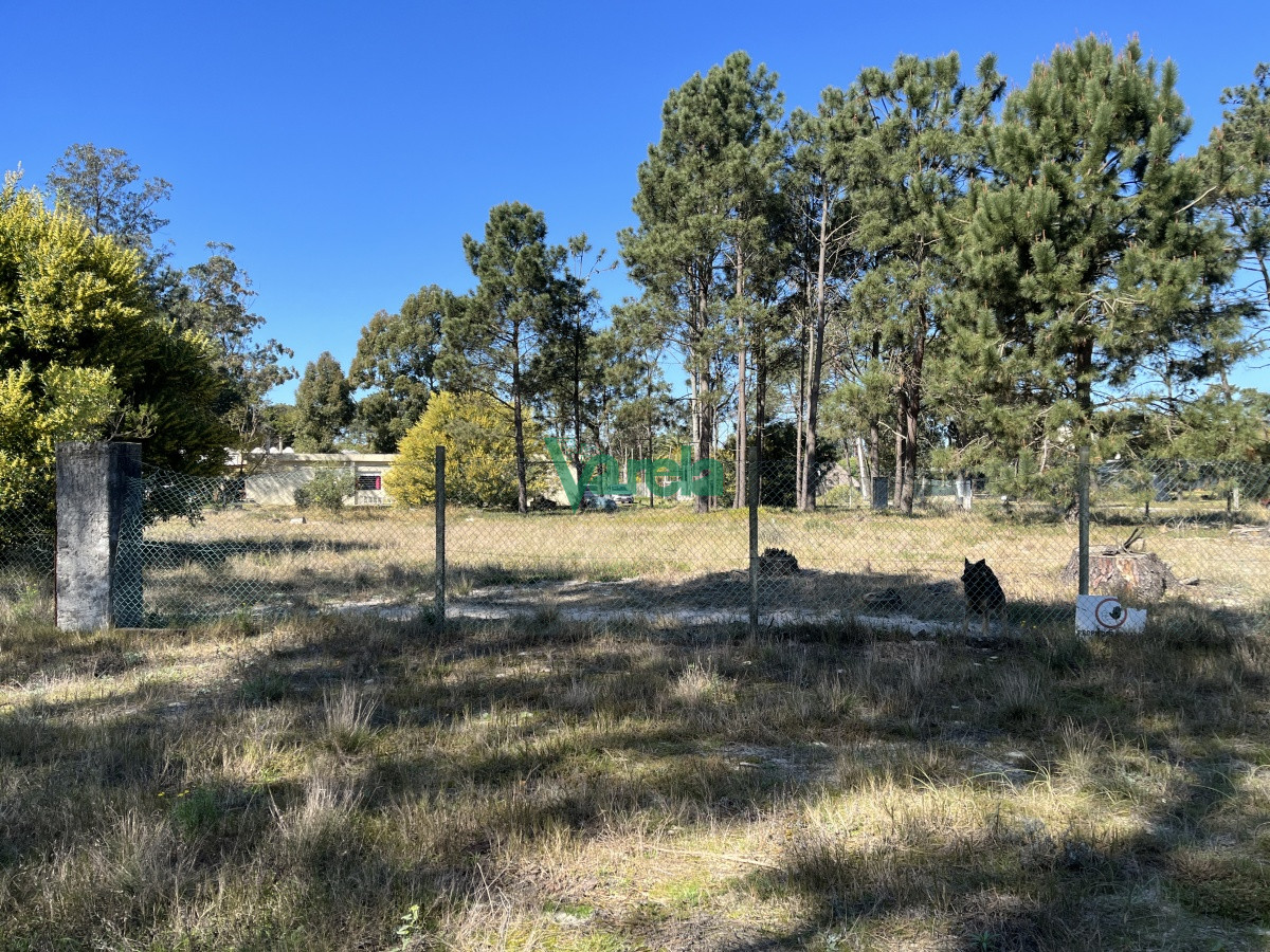 Terreno en El Pinar, propiedad 203809 -Imagen 4