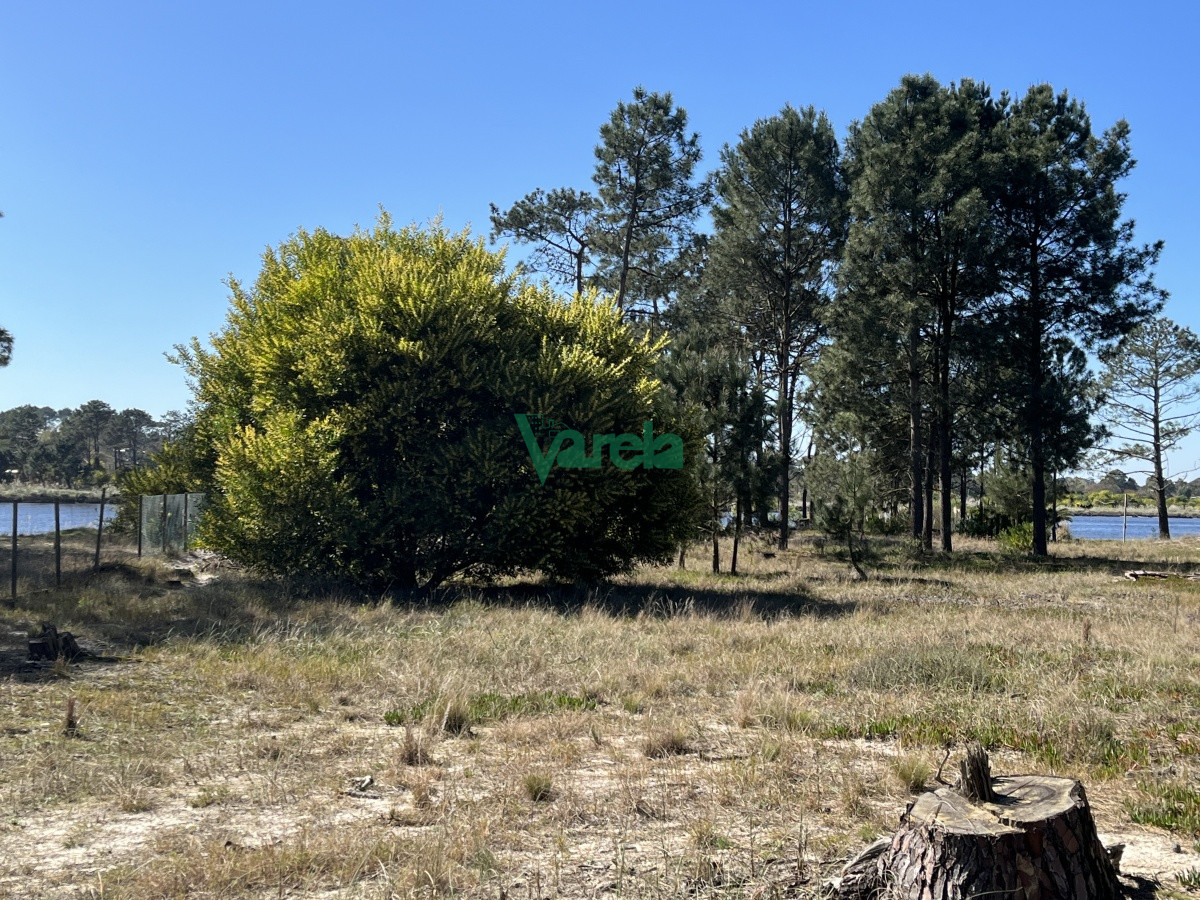 Terreno en El Pinar, propiedad 203809 -Imagen 8