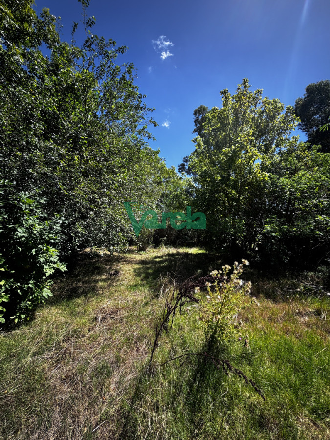 Terreno en El Pinar, propiedad 249435 -Imagen 3